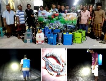 Malam Serentak, Petani Desa Jubellor Brantas Secara Masal Hama Ulat Semangka