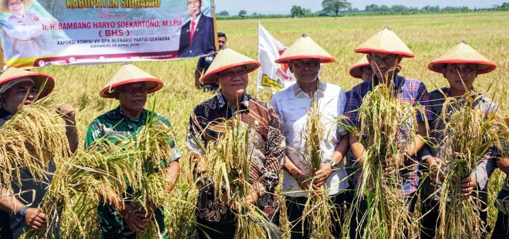 Harga Gabah Rp 7.500 per Kg, Petani Sidoarjo Kian Bergairah di Tengah Panen Raya