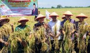 Harga Gabah Rp 7.500 per Kg, Petani Sidoarjo Kian Bergairah di Tengah Panen Raya