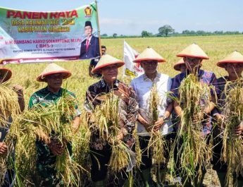 Harga Gabah Rp 7.500 per Kg, Petani Sidoarjo Kian Bergairah di Tengah Panen Raya