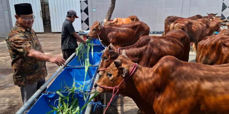 Jelang Idul Adha 2026, RPH Surabaya Fokus Layanan Pemotongan Hewan Kurban
