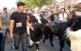 Ratusan Kambing Ramaikan Kurban Runner di Gresik, Festival Unik Dongkrak Peternak Lokal