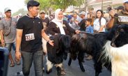 Ratusan Kambing Ramaikan Kurban Runner di Gresik, Festival Unik Dongkrak Peternak Lokal