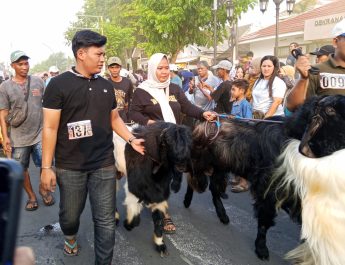 Ratusan Kambing Ramaikan Kurban Runner di Gresik, Festival Unik Dongkrak Peternak Lokal