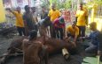 Iduladha 1447 H, Akmarawita Sampaikan Terima Kasih Kepada Seluruh Pekurban Golkar Surabaya