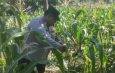 Ketahanan Pangan, Polsek Jambangan dan Warga Laksanakan Panen Jagung di Lahan BTKD