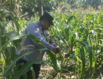 Ketahanan Pangan, Polsek Jambangan dan Warga Laksanakan Panen Jagung di Lahan BTKD