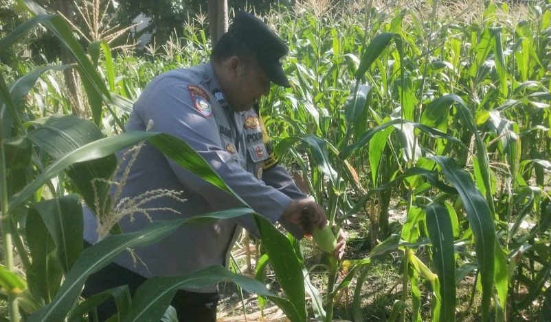 Ketahanan Pangan, Polsek Jambangan dan Warga Laksanakan Panen Jagung di Lahan BTKD