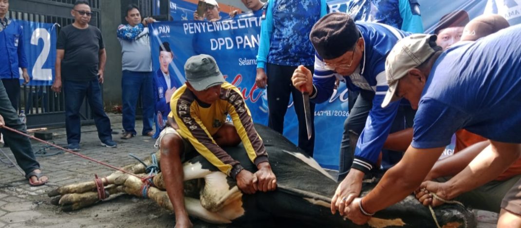 DPD PAN Sidoarjo Bagikan 700 Paket Daging Kurban, Untuk Kader, Para Janda hingga Ojol