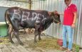 Didik Beldex Kurban Satu Sapi, Wujud Kepedulian untuk Warga Surabaya