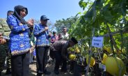 Kembangkan Inovasi Pertanian, Siapkan Varietas Unggul Hasil Riset Sendiri