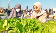 Keseruan Warga Gresik Petik Ribuan Buah dan Sayur di Ajang PAE 2026 Petrokimia Gresik